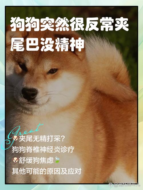 狗狗夹尾巴是怎么回事,狗狗夹尾巴是怎么回事发抖?-第4张图片-后鲨宠物 狗狗夹尾巴是怎么回事,狗狗夹尾巴是怎么回事发抖?-第4张图片-后鲨宠物