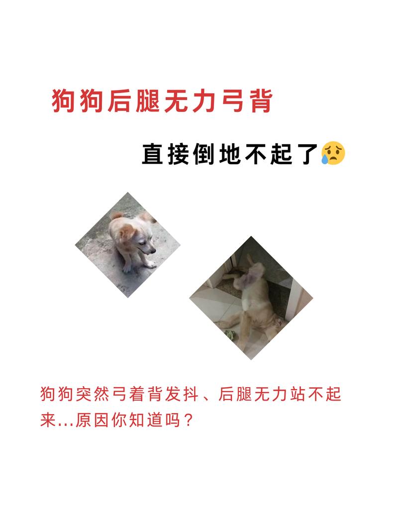 狗狗弓腰后腿无力原因_狗狗弓背后腿不稳-第2张图片-后鲨宠物