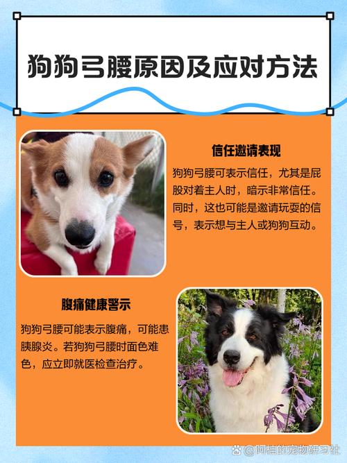 狗狗弓腰后腿无力原因_狗狗弓背后腿不稳-第3张图片-后鲨宠物