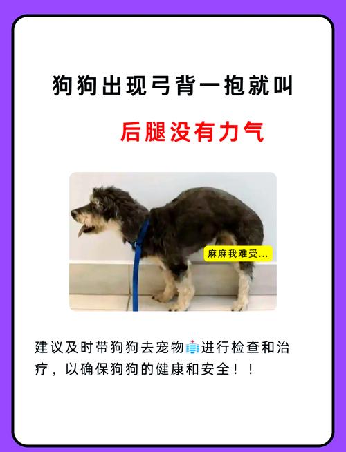 狗狗弓腰后腿无力原因_狗狗弓背后腿不稳-第4张图片-后鲨宠物