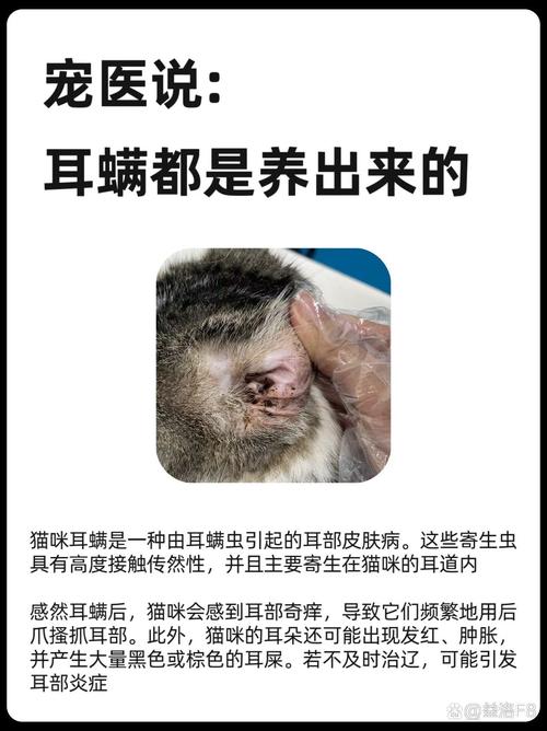 猫咪为什么会得耳螨_猫为啥会有耳螨-第4张图片-后鲨宠物 猫咪为什么会得耳螨_猫为啥会有耳螨-第4张图片-后鲨宠物