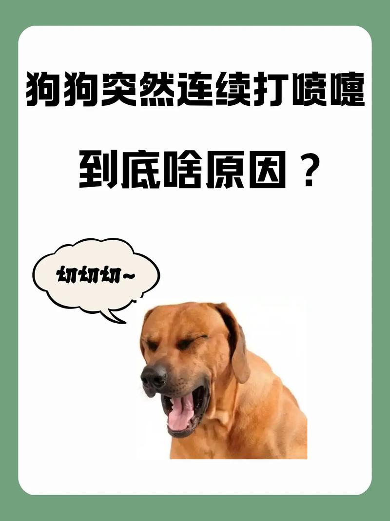 狗狗经常打喷嚏是怎么回事_狗狗经常打喷嚏是怎么回事吃什么药