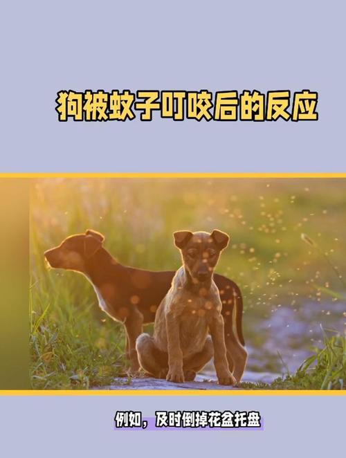 蚊子会咬狗狗吗_蚊子会咬狗狗吗视频-第6张图片-后鲨宠物 蚊子会咬狗狗吗_蚊子会咬狗狗吗视频-第6张图片-后鲨宠物
