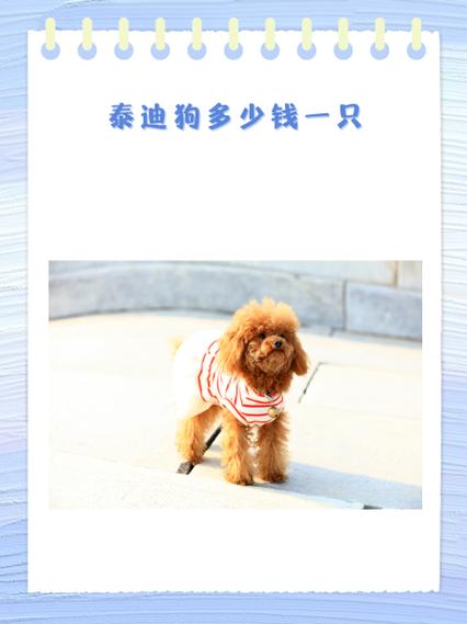  宠物店的狗狗费用大概多少，宠物店宠物狗费用表-第3张图片-后鲨宠物