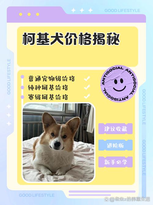  宠物店的狗狗费用大概多少，宠物店宠物狗费用表-第6张图片-后鲨宠物