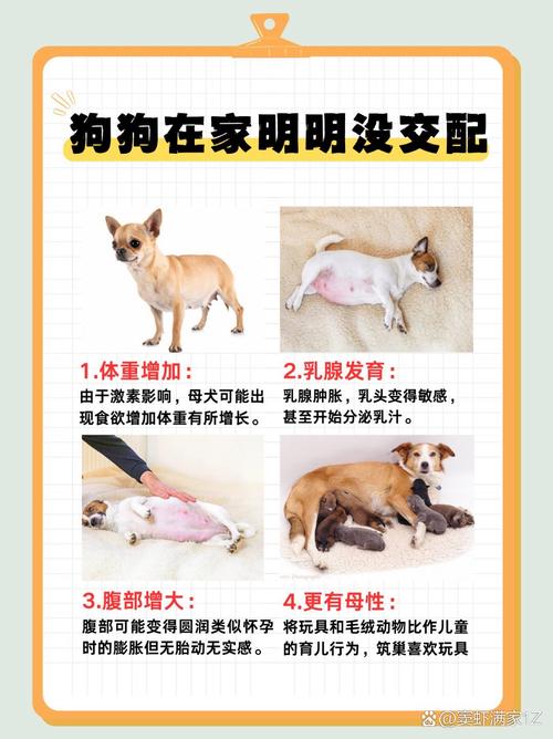 狗狗怀孕多久下奶,狗怀孕后多少天下奶?-第2张图片-后鲨宠物 狗狗怀孕多久下奶,狗怀孕后多少天下奶?-第2张图片-后鲨宠物