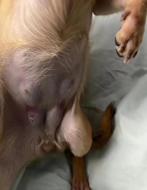 狗狗怀孕多久下奶,狗怀孕后多少天下奶?-第4张图片-后鲨宠物 狗狗怀孕多久下奶,狗怀孕后多少天下奶?-第4张图片-后鲨宠物