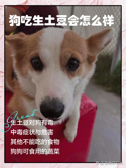 狗狗能吃熟土豆吗_狗狗可以吃熟土豆吗?-第2张图片-后鲨宠物 狗狗能吃熟土豆吗_狗狗可以吃熟土豆吗?-第2张图片-后鲨宠物