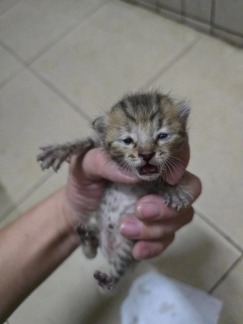 猫咪能吃龙眼吗,小猫咪能不能吃龙眼-第1张图片-后鲨宠物 猫咪能吃龙眼吗,小猫咪能不能吃龙眼-第1张图片-后鲨宠物