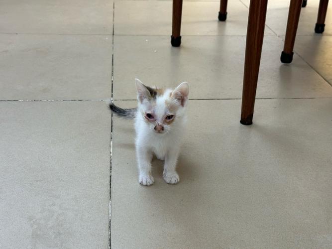 猫咪能吃龙眼吗,小猫咪能不能吃龙眼-第2张图片-后鲨宠物 猫咪能吃龙眼吗,小猫咪能不能吃龙眼-第2张图片-后鲨宠物