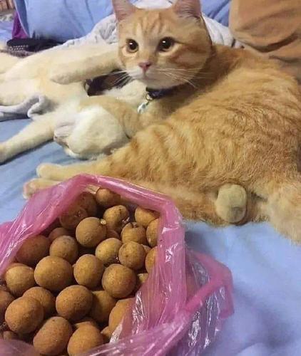 猫咪能吃龙眼吗,小猫咪能不能吃龙眼-第3张图片-后鲨宠物 猫咪能吃龙眼吗,小猫咪能不能吃龙眼-第3张图片-后鲨宠物