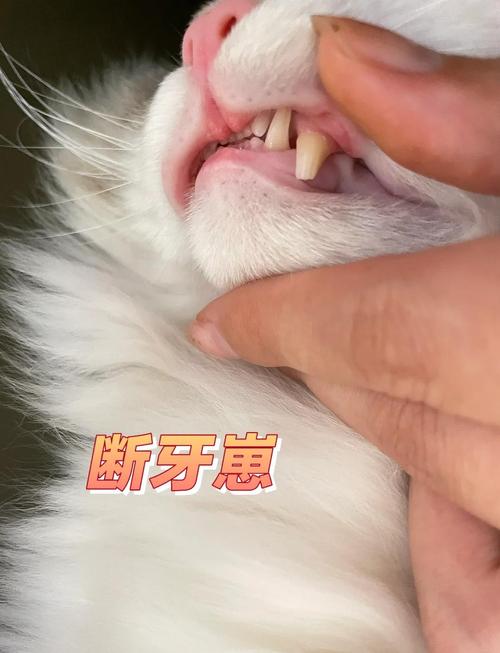猫咪牙齿断了怎么办,猫咪牙齿断了一小节?-第1张图片-后鲨宠物 猫咪牙齿断了怎么办,猫咪牙齿断了一小节?-第1张图片-后鲨宠物