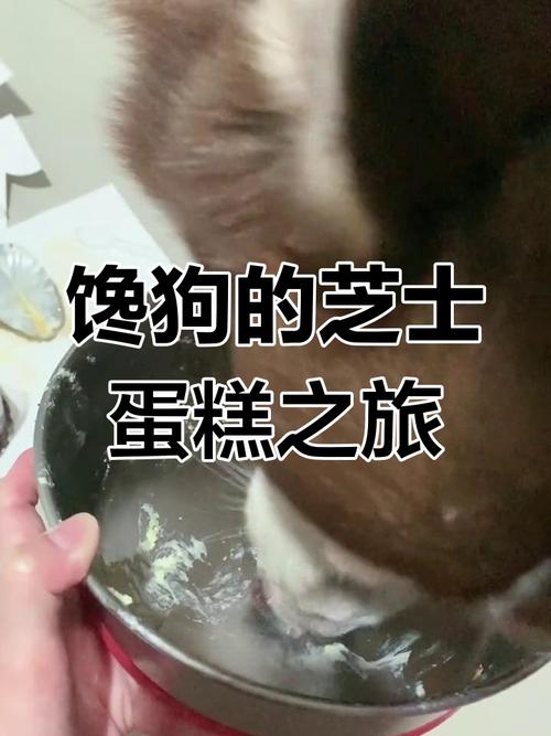 狗狗可以吃芝士蛋糕吗,狗能吃芝士蛋糕会死吗?-第6张图片-后鲨宠物 狗狗可以吃芝士蛋糕吗,狗能吃芝士蛋糕会死吗?-第6张图片-后鲨宠物