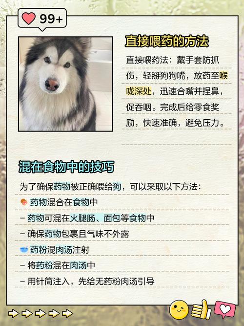 如何让狗狗吃药，如何让狗狗吃药水？-第2张图片-后鲨宠物