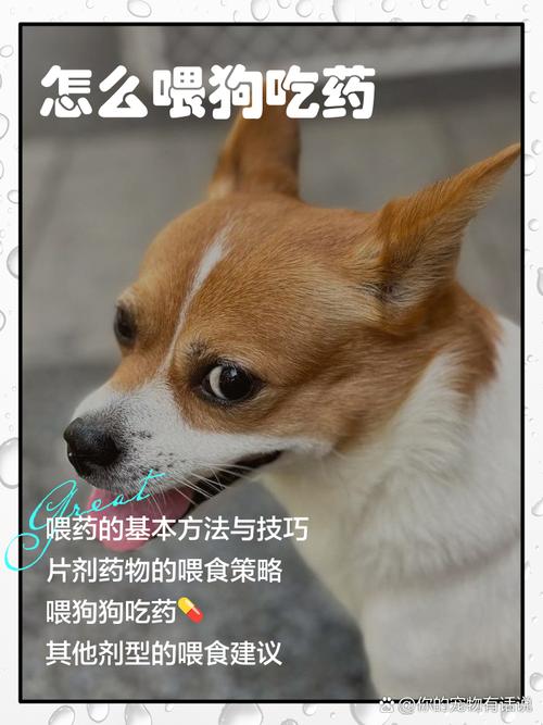 如何让狗狗吃药，如何让狗狗吃药水？-第6张图片-后鲨宠物
