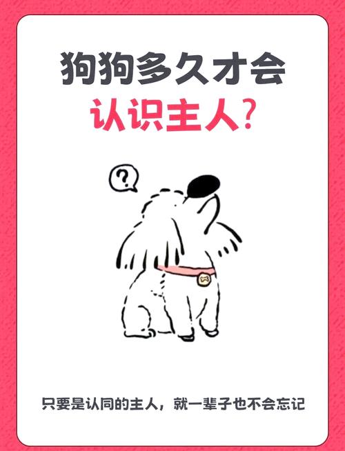 狗狗多久认主人_狗狗多久认主人为主人