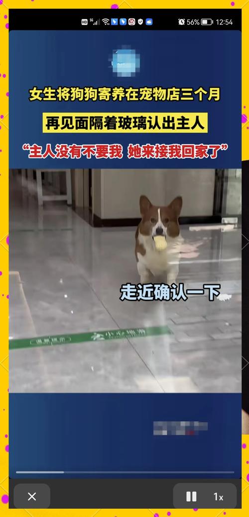 狗狗多久认主人_狗狗多久认主人为主人-第5张图片-后鲨宠物 狗狗多久认主人_狗狗多久认主人为主人-第5张图片-后鲨宠物