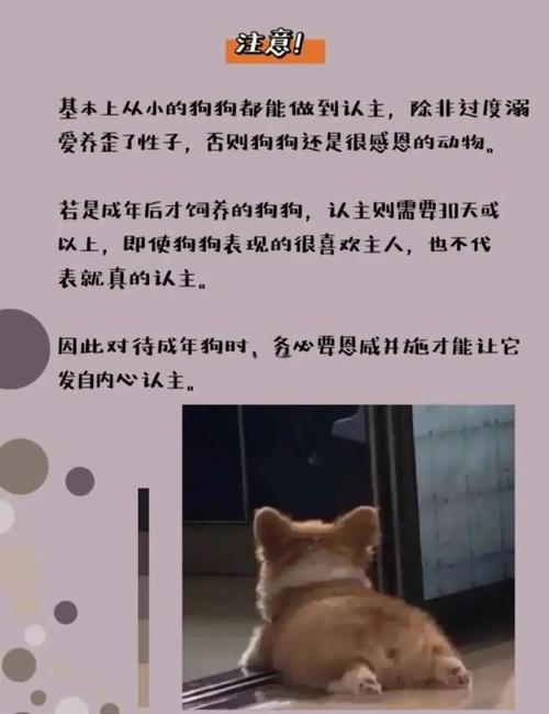 狗狗多久认主人_狗狗多久认主人为主人-第6张图片-后鲨宠物 狗狗多久认主人_狗狗多久认主人为主人-第6张图片-后鲨宠物
