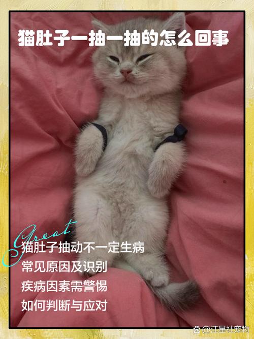 猫咪肚子抽搐怎么回事_猫猫肚子一直抽搐-第2张图片-后鲨宠物 猫咪肚子抽搐怎么回事_猫猫肚子一直抽搐-第2张图片-后鲨宠物
