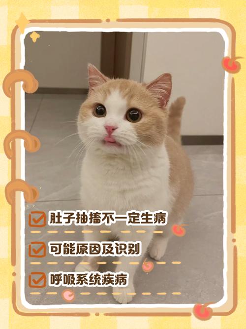 猫咪肚子抽搐怎么回事_猫猫肚子一直抽搐-第4张图片-后鲨宠物 猫咪肚子抽搐怎么回事_猫猫肚子一直抽搐-第4张图片-后鲨宠物