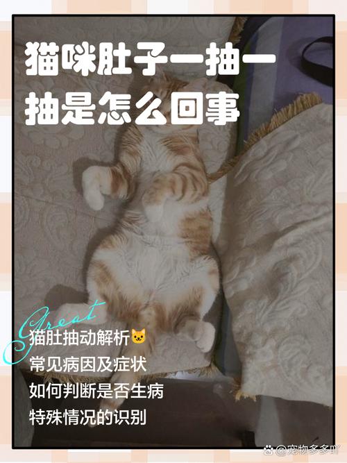 猫咪肚子抽搐怎么回事_猫猫肚子一直抽搐-第5张图片-后鲨宠物 猫咪肚子抽搐怎么回事_猫猫肚子一直抽搐-第5张图片-后鲨宠物
