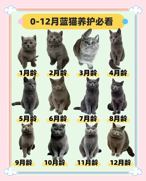 猫咪一年发情几次,猫发春了最怕三样东西-第3张图片-后鲨宠物 猫咪一年发情几次,猫发春了最怕三样东西-第3张图片-后鲨宠物