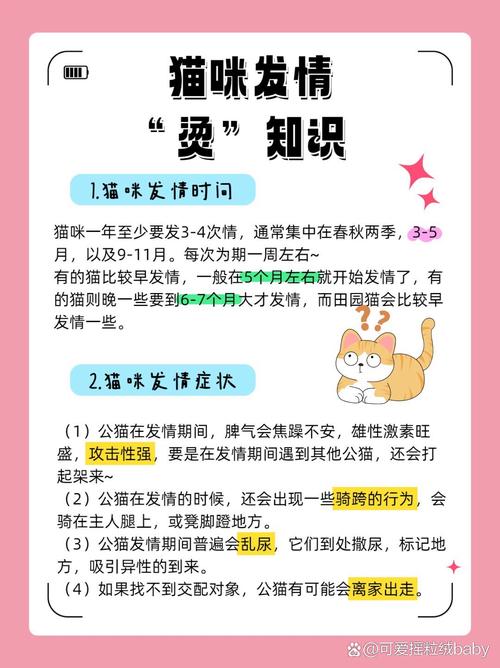 猫咪一年发情几次,猫发春了最怕三样东西-第4张图片-后鲨宠物 猫咪一年发情几次,猫发春了最怕三样东西-第4张图片-后鲨宠物
