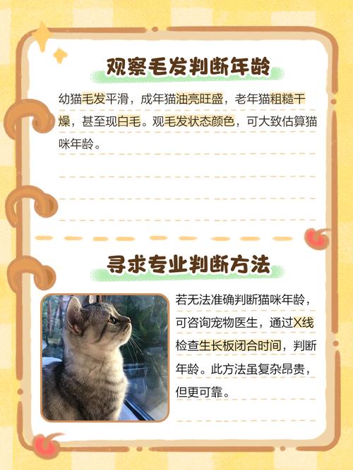 怎么判断猫咪年龄,如何判断猫咪的年龄??-第3张图片-后鲨宠物 怎么判断猫咪年龄,如何判断猫咪的年龄??-第3张图片-后鲨宠物