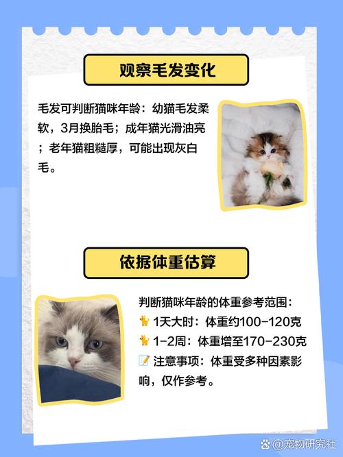 怎么判断猫咪年龄,如何判断猫咪的年龄??-第4张图片-后鲨宠物 怎么判断猫咪年龄,如何判断猫咪的年龄??-第4张图片-后鲨宠物