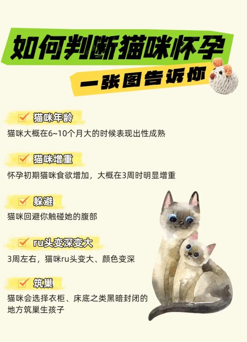 猫咪怀孕多久显怀,猫咪怀孕多久后可以再怀孕-第1张图片-后鲨宠物 猫咪怀孕多久显怀,猫咪怀孕多久后可以再怀孕-第1张图片-后鲨宠物