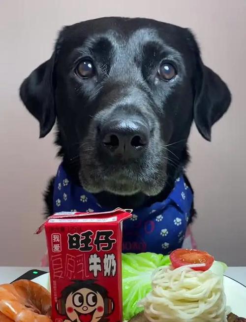  狗狗可以喝旺仔牛奶吗，小狗能吃牛奶吗