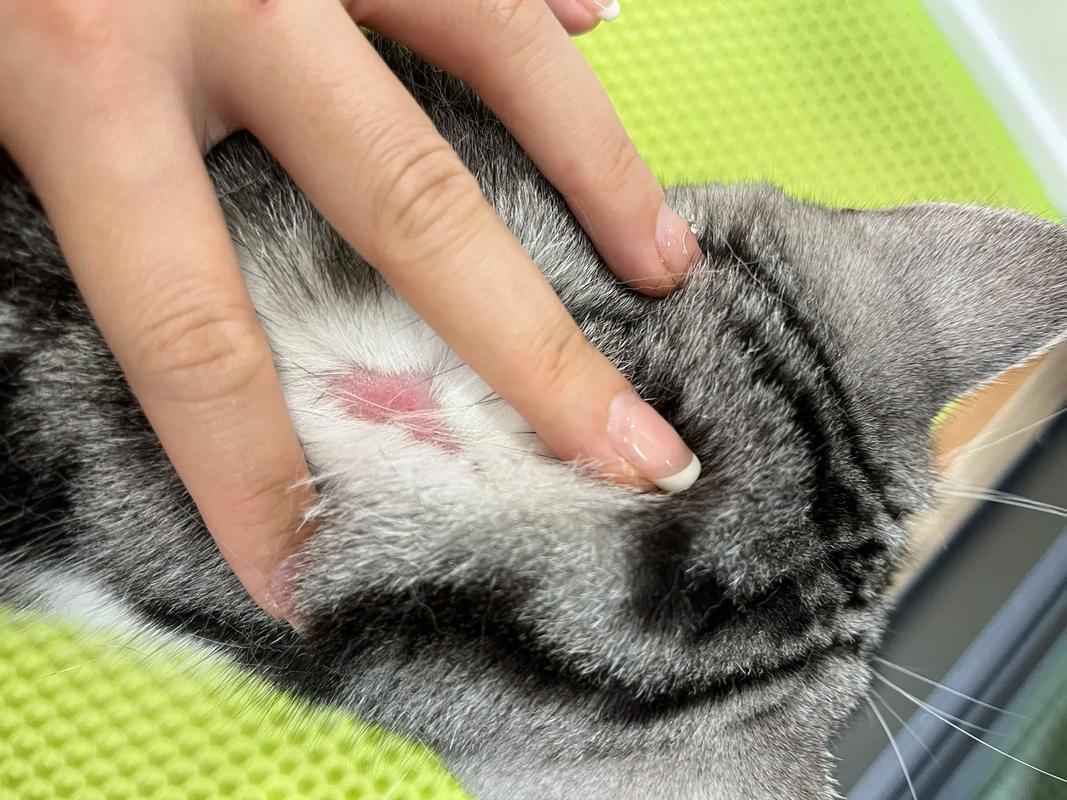 猫咪打疫苗过敏,猫咪打疫苗过敏了自行能好吗-第1张图片-后鲨宠物 猫咪打疫苗过敏,猫咪打疫苗过敏了自行能好吗-第1张图片-后鲨宠物