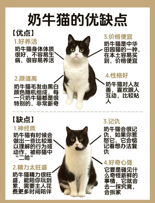  猫咪能喝豆奶吗，小猫可以喝豆奶吗?-第1张图片-后鲨宠物