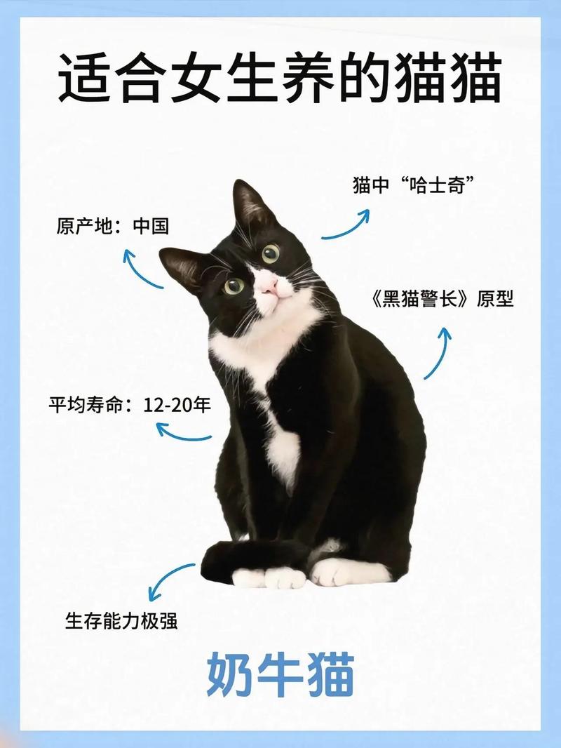  猫咪能喝豆奶吗，小猫可以喝豆奶吗?-第2张图片-后鲨宠物