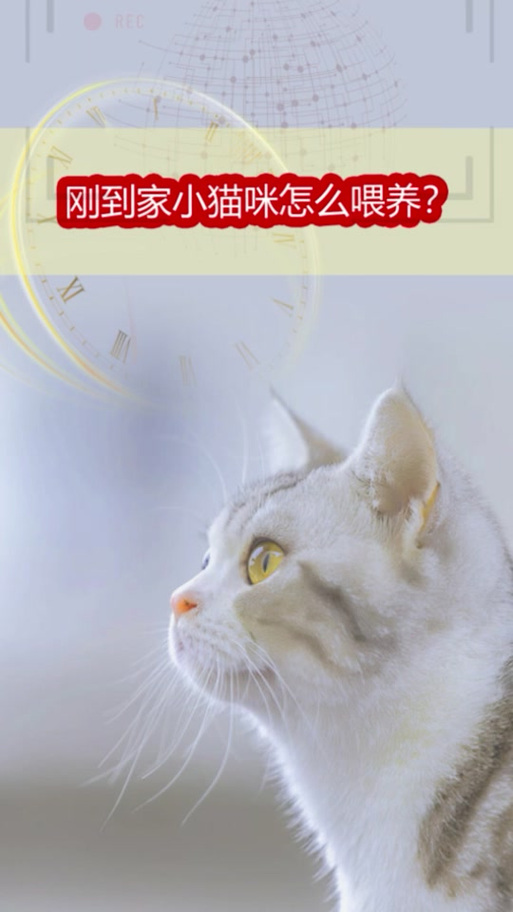  猫咪能喝豆奶吗，小猫可以喝豆奶吗?-第5张图片-后鲨宠物