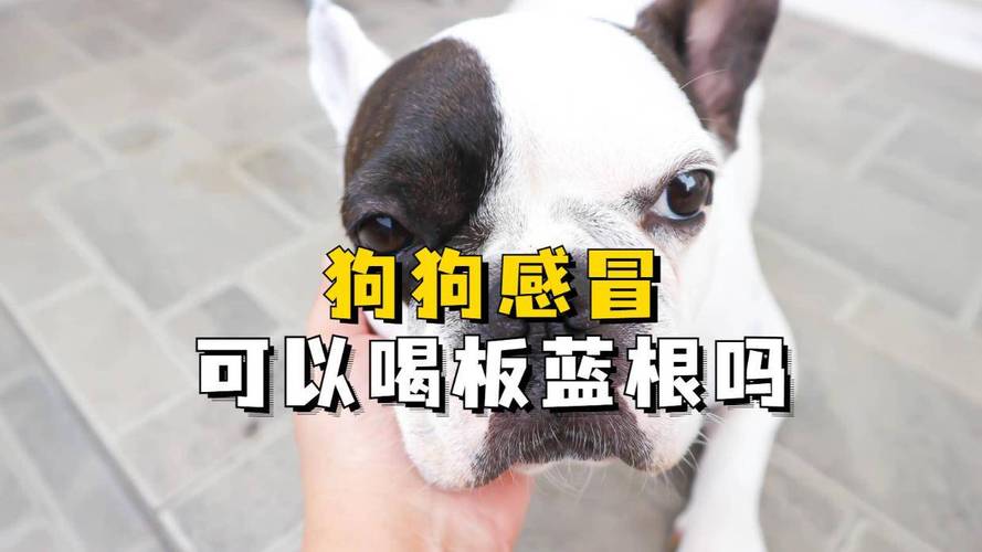 狗狗感冒能吃板蓝根吗_狗狗感冒能吃板蓝根吗?-第3张图片-后鲨宠物 狗狗感冒能吃板蓝根吗_狗狗感冒能吃板蓝根吗?-第3张图片-后鲨宠物