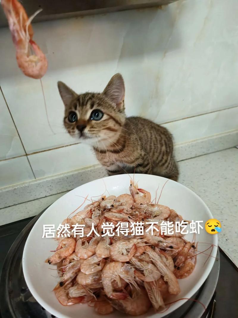 猫咪能不能吃虾_猫咪能不能吃虾皮-第1张图片-后鲨宠物 猫咪能不能吃虾_猫咪能不能吃虾皮-第1张图片-后鲨宠物