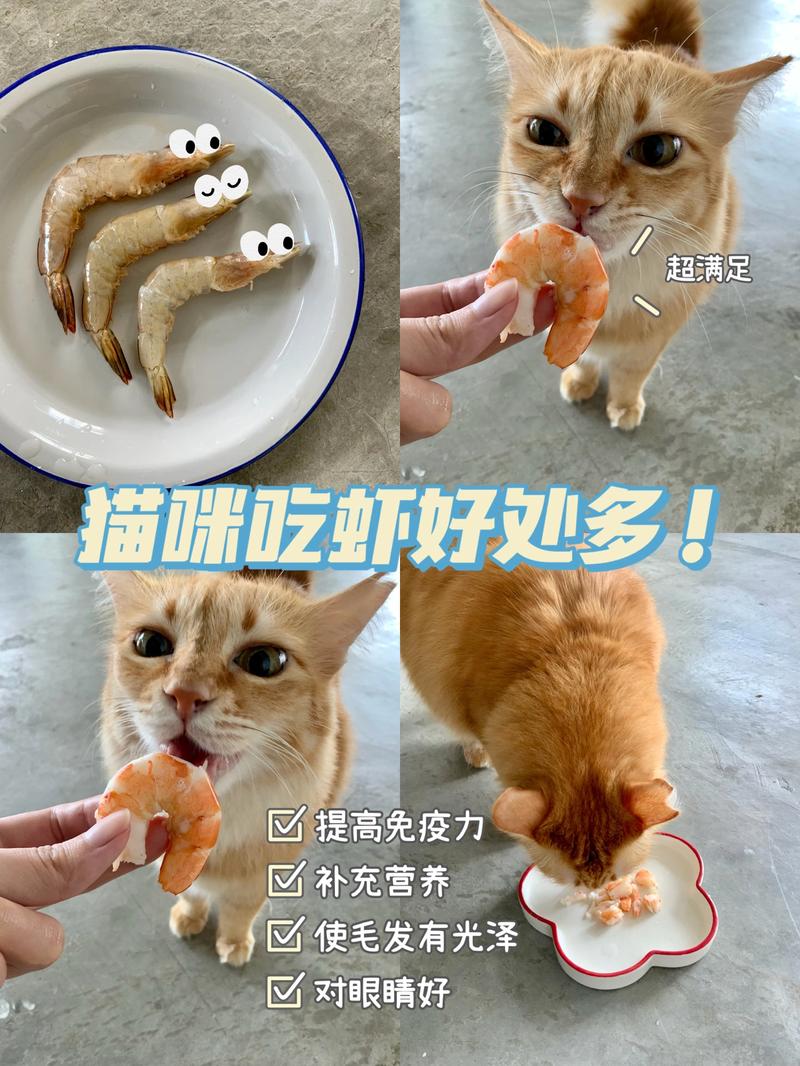 猫咪能不能吃虾_猫咪能不能吃虾皮-第2张图片-后鲨宠物 猫咪能不能吃虾_猫咪能不能吃虾皮-第2张图片-后鲨宠物