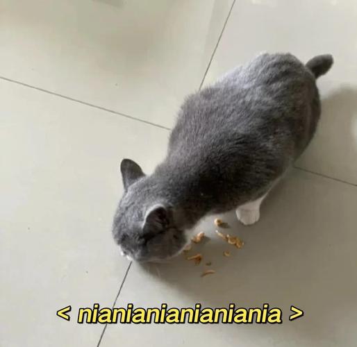 猫咪能不能吃虾_猫咪能不能吃虾皮-第6张图片-后鲨宠物 猫咪能不能吃虾_猫咪能不能吃虾皮-第6张图片-后鲨宠物