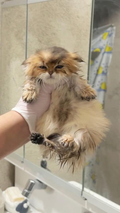 猫咪多大能洗澡,猫咪多大洗澡比较好?-第3张图片-后鲨宠物 猫咪多大能洗澡,猫咪多大洗澡比较好?-第3张图片-后鲨宠物