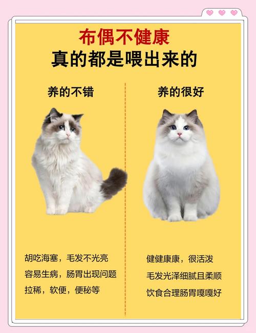 猫咪食量减少怎么回事_猫咪食量少的原因-第2张图片-后鲨宠物 猫咪食量减少怎么回事_猫咪食量少的原因-第2张图片-后鲨宠物