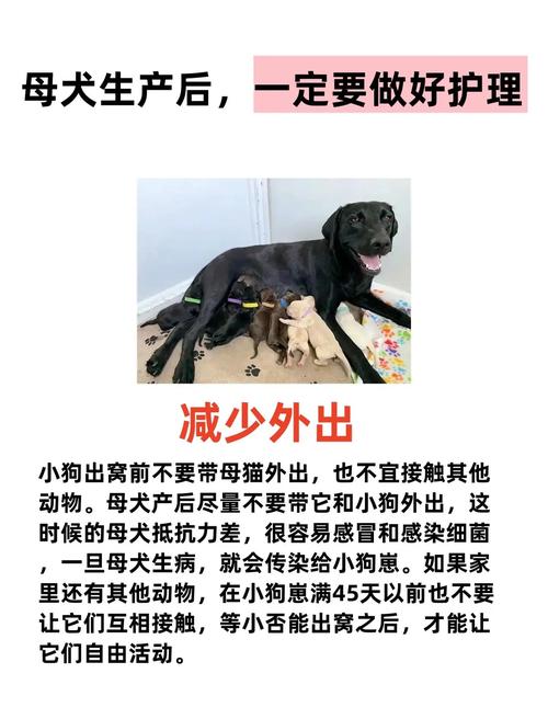 狗狗产后热症状有哪些_狗狗产后高热怎么办-第2张图片-后鲨宠物 狗狗产后热症状有哪些_狗狗产后高热怎么办-第2张图片-后鲨宠物