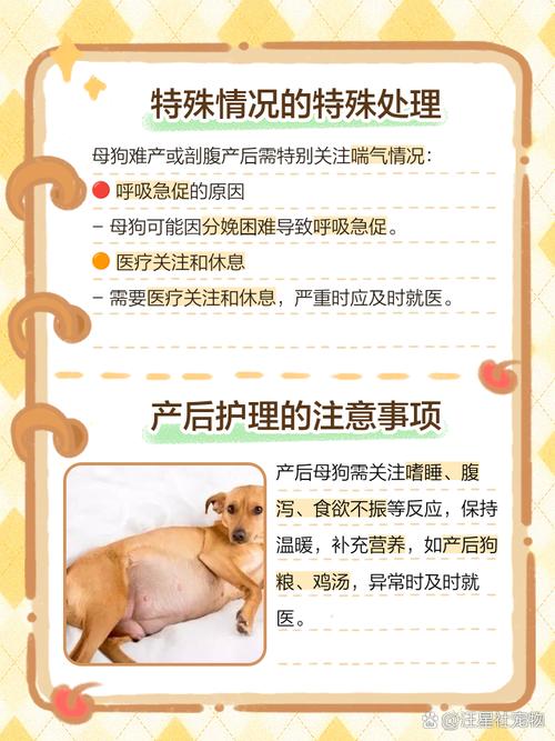 狗狗产后热症状有哪些_狗狗产后高热怎么办-第3张图片-后鲨宠物 狗狗产后热症状有哪些_狗狗产后高热怎么办-第3张图片-后鲨宠物