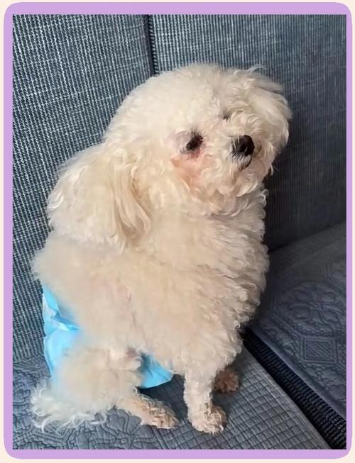 狗狗产后热症状有哪些_狗狗产后高热怎么办-第4张图片-后鲨宠物 狗狗产后热症状有哪些_狗狗产后高热怎么办-第4张图片-后鲨宠物