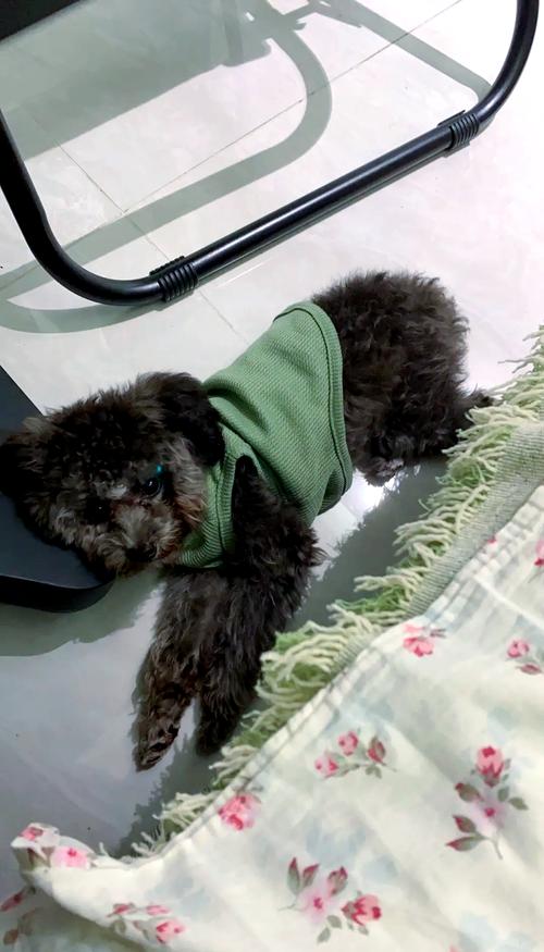 狗狗吃了洋葱怎么办，狗吃了洋葱处理方法？