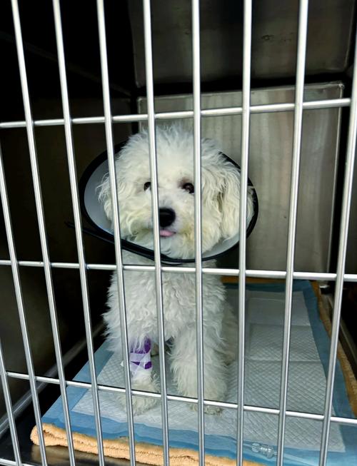 狗狗吃了洋葱怎么办,狗吃了洋葱处理方法?-第3张图片-后鲨宠物 狗狗吃了洋葱怎么办,狗吃了洋葱处理方法?-第3张图片-后鲨宠物