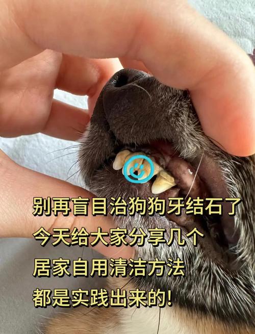 狗狗犬牙磨平多少钱_狗的牙齿磨平了它还会长吗-第1张图片-后鲨宠物