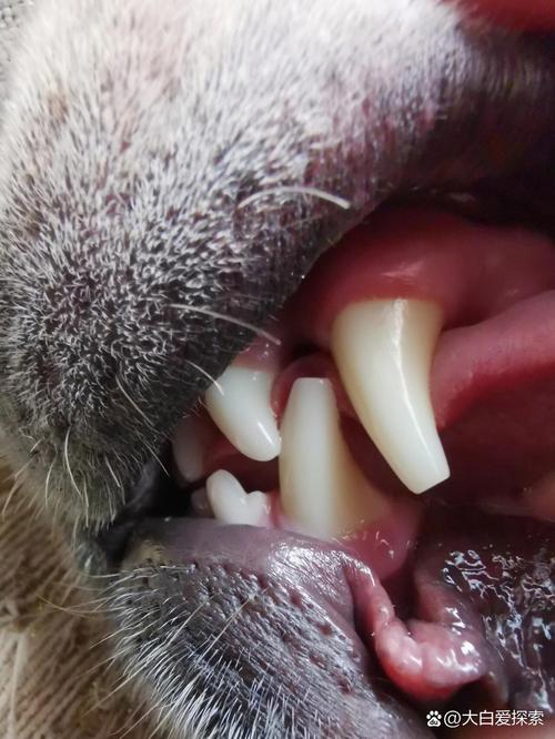 狗狗犬牙磨平多少钱_狗的牙齿磨平了它还会长吗-第3张图片-后鲨宠物