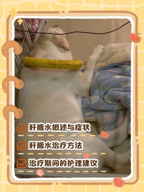 狗狗腹水怎么办,狗狗腹水是什么症状-第4张图片-后鲨宠物 狗狗腹水怎么办,狗狗腹水是什么症状-第4张图片-后鲨宠物