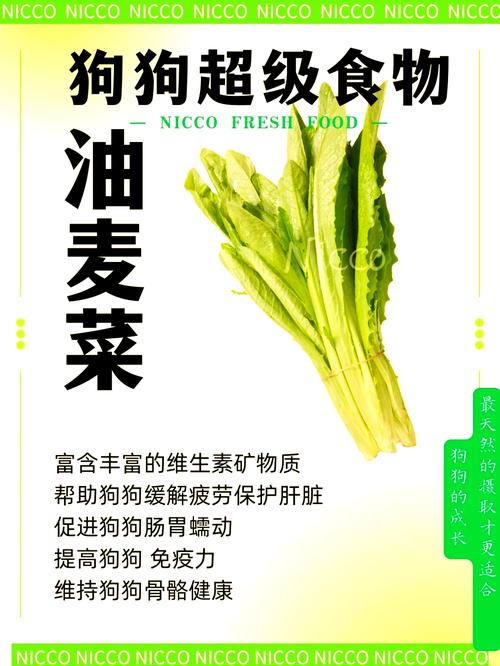 狗狗可以吃油麦菜吗,狗狗能吃的20种蔬菜-第1张图片-后鲨宠物 狗狗可以吃油麦菜吗,狗狗能吃的20种蔬菜-第1张图片-后鲨宠物